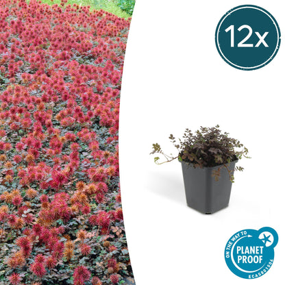 Buitenplant 12x Acaena microphylla 'Kupferteppich' - Vaste plant - Pot Ø 9cm Hoogte ↕ 10-25cm