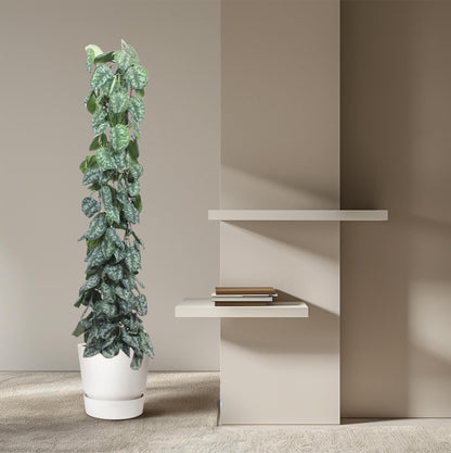 XL Kamerplant - Scindapsus Pictus Trebie Gaasrek - Pot Ø 27cm Hoogte ↕ 160cm