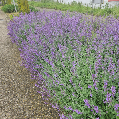 Buitenplant 6x Nepeta - Aromatisch - Pluggen
