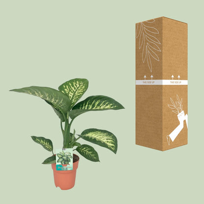 Kamerplant - Dieffenbachia Seguine 'Tropic Snow' - Pot Ø 19cm Hoogte ↕ 70cm