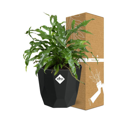 Kamerplant - Microsorum Diversifolium - Pot Ø 14cm