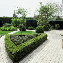 Buitenplant 12x Buxus Sempervirens - Pot Ø 9cm Hoogte ↕ 10-25cm