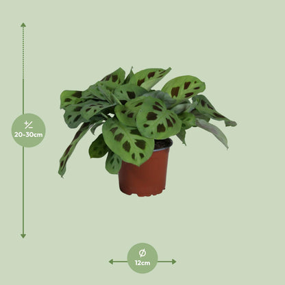 Kamerplant - Maranta Leuconeura Kerchoveana - Pot Ø 12cm Hoogte ↕ 30cm