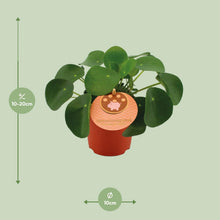 Kamerplant - Pilea Peperomioides - Pot Ø 11cm Hoogte ↕ 15cm