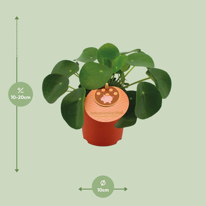Kamerplant - Pilea Peperomioides - Pot Ø 11cm Hoogte ↕ 15cm