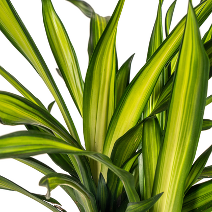 Kamerplant - Dracaena Deremensis Rikki - Pot Ø 21cm Hoogte ↕ 90-110cm
