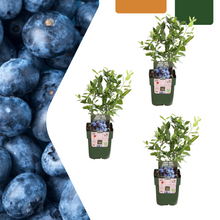 Buitenplant 3x Bosbessenplant BIO - Eetbaar fruit, biologisch gekweekt - Pot Ø 13cm Hoogte ↕ 20cm