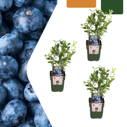Buitenplant 3x Bosbessenplant BIO - Eetbaar fruit, biologisch gekweekt - Pot Ø 13cm Hoogte ↕ 20cm