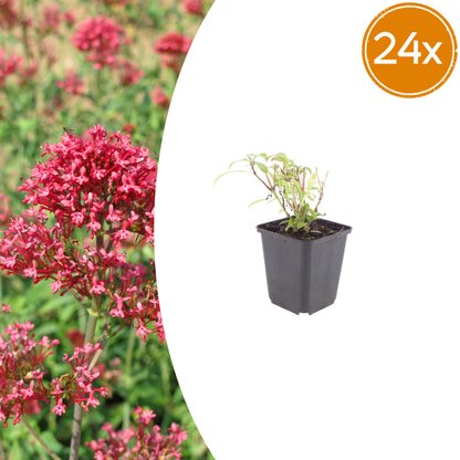 Buitenplant 24x Centranthus ruber 'Coccineus' - Bloeiend - Pot Ø 9cm Hoogte ↕ 10-25cm