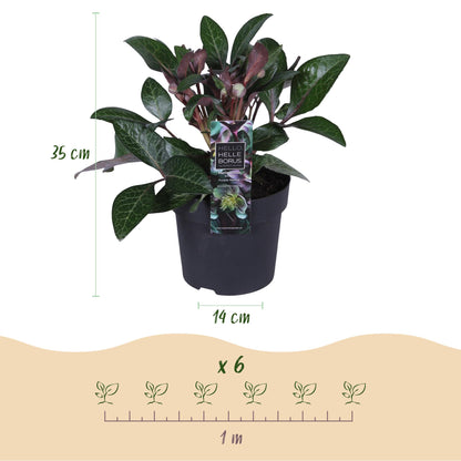 Buitenplant 2x Helleborus lividus 'Purple Marble' - Groenblijvend - Pot Ø 14cm Hoogte ↕ 35cm