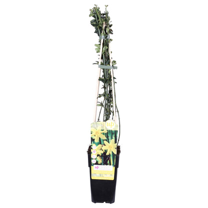 Buitenplant - Jasminum nudiflorum - Pot Ø 15cm Hoogte ↕ 65cm