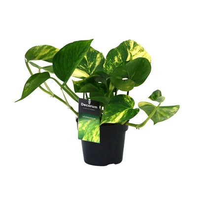 Kamerplant - Scindapsus (Epipremnum) Aureum - Luchtzuiverend - Pot Ø 12cm Hoogte ↕ 25cm