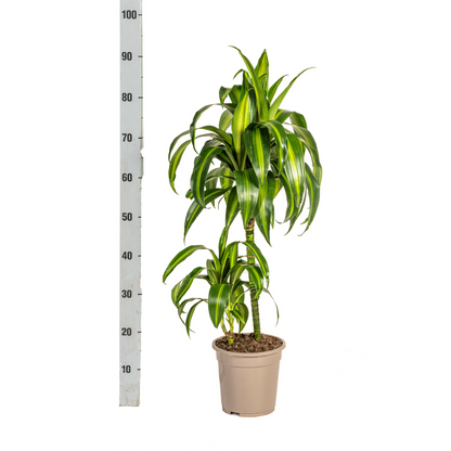 Kamerplant - Dracaena Deremensis Hawaiian Sunshine - Pot Ø 19cm Hoogte ↕ 70-90cm