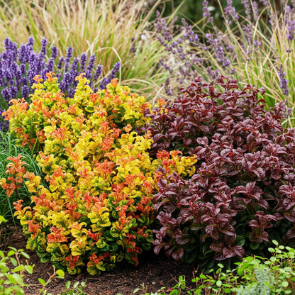 Buitenplant 2x Leucothoe Curly Duo - Groenblijvend - Pot Ø 17cm Hoogte ↕ 40cm