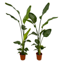 XL kamerplant 2x Strelitzia Nicolai - Pot Ø 17cm Hoogte ↕ 130cm