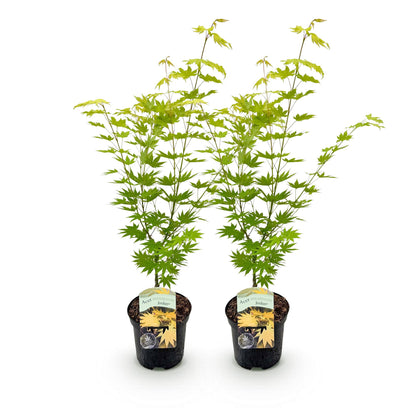 Buitenplant 2x Acer palmatum 'Jordan' - Japanse Esdoorn Geel - Pot Ø 19cm Hoogte ↕ 70cm