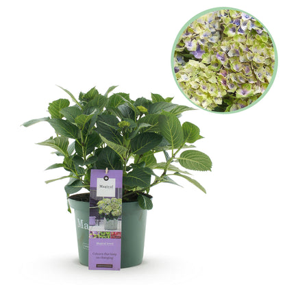 Buitenplant - Hydrangea Magical Jewel Blue - Bloeiend - Pot Ø 23cm Hoogte ↕ 55cm