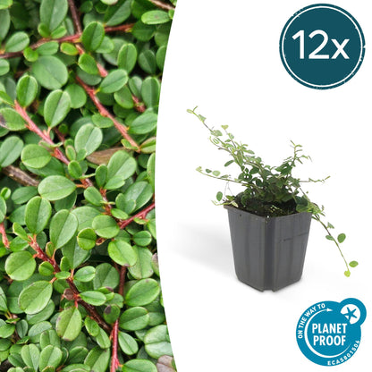 Buitenplant 12x Cotoneaster pr. 'Streib's Findling' - Pot Ø 9cm Hoogte ↕ 10-25cm