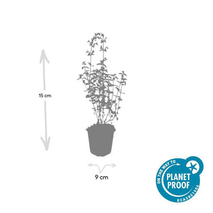 Buitenplant 48x Nepeta 'Walker's Low' - Bloeiend - Pot Ø 9cm Hoogte ↕ 10-25cm
