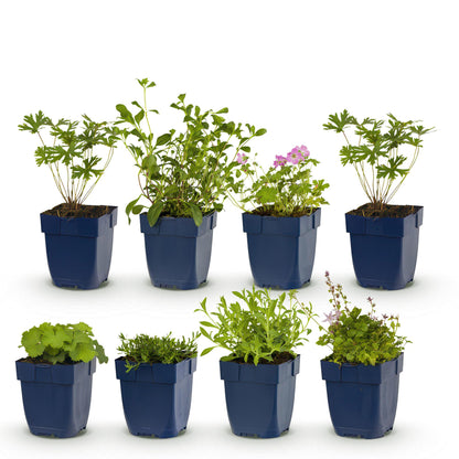 Buitenplant - Borderpakket Bodembedekkend 8 Vaste Planten 1m² - Pot Ø 11cm