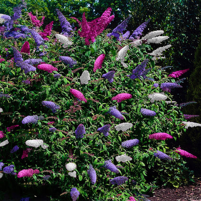 Buitenplant - Buddleja davidii Tricolour - Bloeiend - Pot Ø 17cm Hoogte ↕ 30cm