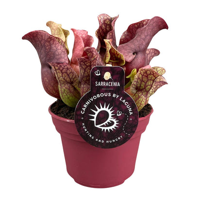 Kamerplant - Sarracenia - Vleesetend - Pot Ø 12cm Hoogte ↕ 20cm