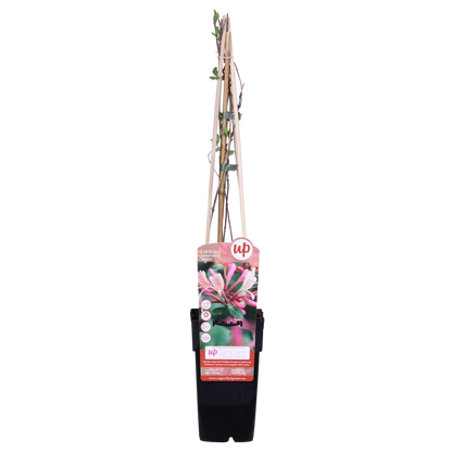 Buitenplant 4x Lonicera periclymenum 'Belgica' - Bloeiend - Pot Ø 15cm Hoogte ↕ 65cm