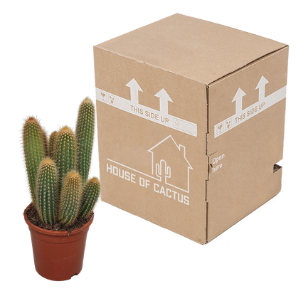 Kamerplant - Vatricania guentheri - Ø 17cm - zonder pot