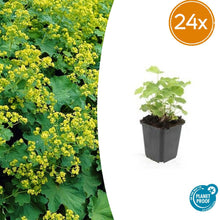 Buitenplant 24x Alchemilla mollis - Pot Ø 9cm Hoogte ↕ 10-25cm