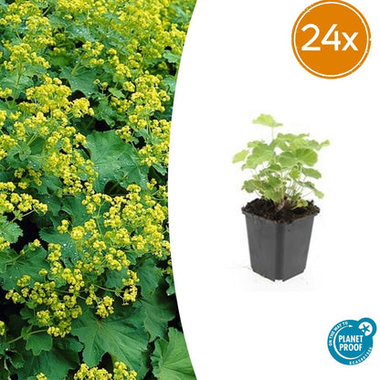 Buitenplant 24x Alchemilla mollis - Pot Ø 9cm Hoogte ↕ 10-25cm