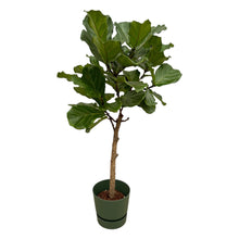 XL Kamerplant - Ficus Lyrata stam - Pot Ø 30cm Hoogte ↕ 160cm