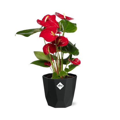 Kamerplant - Anthurium Red - Pot Ø 14cm