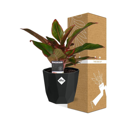 Kamerplant - Aglaonema Crete - Pot Ø 14cm