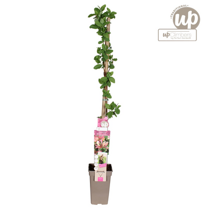 Buitenplant - Lonicera periclymenum 'Belgica' - Bloeiend - Pot Ø 15cm Hoogte ↕ 65cm