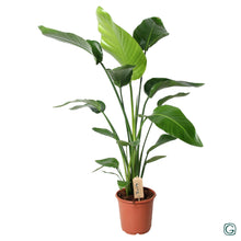 Kamerplant - Strelitzia Nicolai - Pot Ø 21cm Hoogte ↕ 100cm