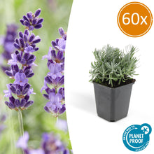 Buitenplant 60x Lavandula 'Hidcote' - Bloeiend - Pot Ø 9cm Hoogte ↕ 10-25cm