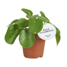 Kamerplant - Pilea White Splash - Pot Ø 13cm Hoogte ↕ 20cm
