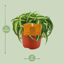 Kamerplant - Chlorophytum Bonnie - Luchtzuiverend - Pot Ø 11cm Hoogte ↕ 15cm