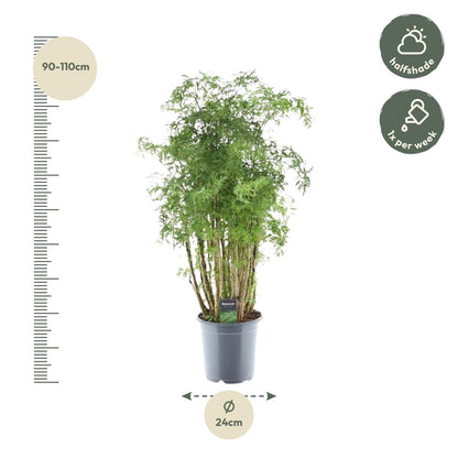 Kamerplant - Polyscias Hawaiiana Ming - Pot Ø 24cm Hoogte ↕ 90cm