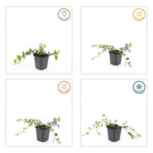 Buitenplant 60x Vinca minor 'Ralph Shugert' - Pot Ø 9cm Hoogte ↕ 10-25cm