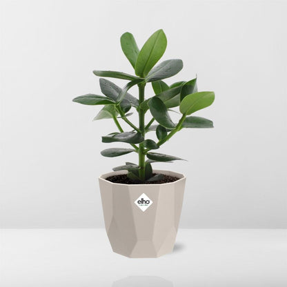 Kamerplant - Clusia Princess - Pot Ø 14cm