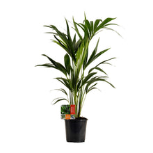 Kamerplant - Howea Forsteriana - Pot Ø 19cm Hoogte ↕ 100cm