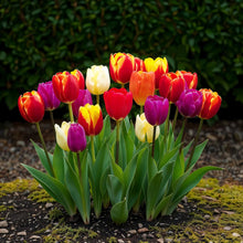 Bloembollen 15x Tulp Triumph mix - Diverse Kleuren - Bolmaat 11/12