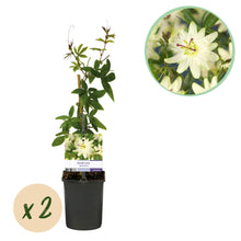 Buitenplant 2x Passiflora Avalanche - Bloeiend - Pot Ø 11cm Hoogte ↕ 40cm