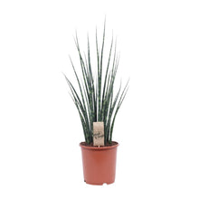 Kamerplant - Sansevieria Fernwood Mikado - Pot Ø 19cm Hoogte ↕ 80cm