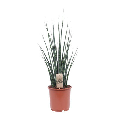 Kamerplant - Sansevieria Fernwood Mikado - Pot Ø 19cm Hoogte ↕ 80cm