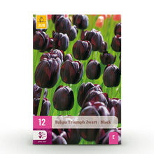 Bloembollen 12x Tulp Triumph Black - Donker Paars - Bolmaat 11/12