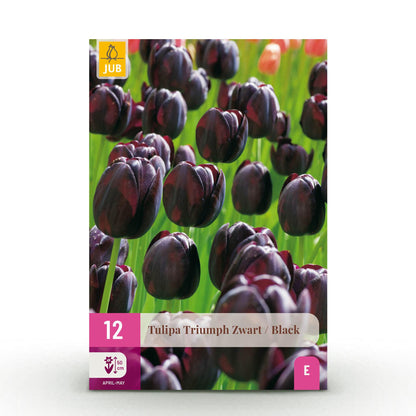 Bloembollen 12x Tulp Triumph Black - Donker Paars - Bolmaat 11/12
