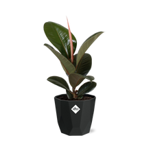 Kamerplant - Ficus Elastica 'Robusta' - Pot Ø 14cm