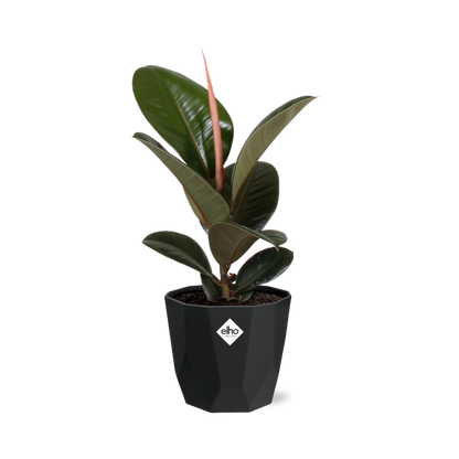 Kamerplant - Ficus Elastica 'Robusta' - Pot Ø 14cm